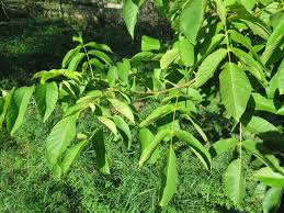 Image result for Juglans