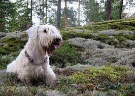1em is 10px, 0.8em is 8px, 1.6em is 16px, etc. Pug Pic 10 80 Px 10 80 Px Pug Pic 10 80 Px 10 80 Px Px10 Velo Finds 10px An Implementation Of Alessio Atzeni S Css3 Effects Sbastian Home