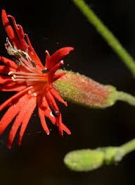 Image result for Polysphaeria lanceolata