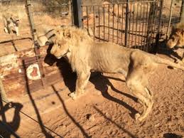 Laibavid 25 november 2016 no category comments off on snake vs dog real fight to death 37,521 views. South Africa Pulls The Plug On Controversial Captive Lion Industry