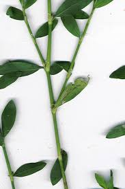 Image result for Polygonum aviculare