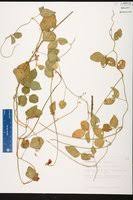 Image result for Vigna mildbraedii