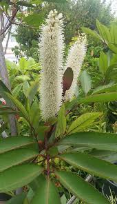 Image result for Cunonia