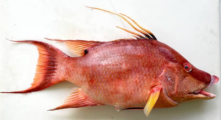 Fish of Florida: Hogfish (Lachnolaimus maximus) Species Profile - UF/IFAS Extension Collier County
