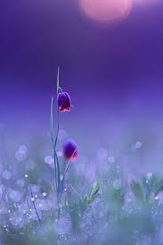 Floral pattern on a purple background. Imickeyd Sergii Markov Cold Dawn Purple Flowers Flowers Photography Flower Care