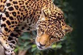 San Diego Zoo Animals Big Cat Species Jaguar Habitat