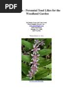 Image result for Droguetia ambigua