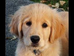Amazing Golden Retriever Puppy First Sea Bath Youtube