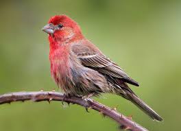 Bird With Red Head And Chest Black Wings House Finch Common Birds Finches Bird Bird Species