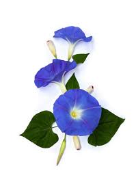 Image result for Ipomoea