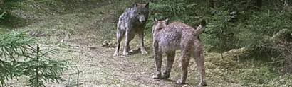 2 uur het vlakke wit rusland heeft vooral in de zomer een schitterende natuur: Lezing Over Wolf En Lynx In Wit Rusland Herzele Hln Be