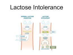 Image result for Lactase Deficiency
