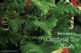 Keep A Christmas Tree Fresh Until New Year