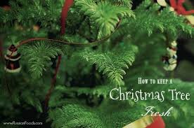 How to keep a christmas tree fresh how to keep your christmas tree from drying out how to keep a christmas tree fresh longer how to make your christmas tree last when is the best time to buy a christmas tree in florida Keep A Christmas Tree Fresh Until New Year