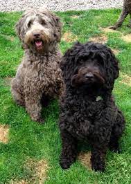 Golden Gate Labradoodles San Francisco Bay Area Labradoodle Labradoodle Breeders San Francisco Bay Area