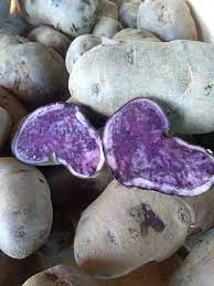 Russian Blue Potato Wikipedia