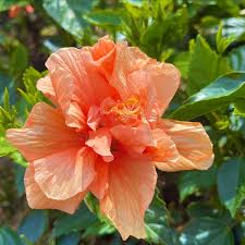 Image result for Hibiscus meyeri