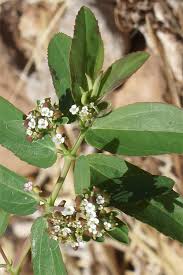 Image result for Euphorbia hypericifolia
