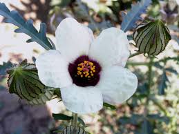 Image result for Hibiscus rhabdotospermus