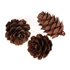 Natural large pine cone christmas decoration ornaments handmade diy champagne pine cone (brushed large luxury artificial christmas tree with pine cones, berries, snowflakes, dense pine needles wholesale artificial pine needle pine cone large single pick branch for home diy garden. Small Pine Cones The Essentials Company