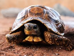 Image result for turtle