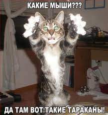 smeshnye foto prikoly i memy s kotami i koshkami funny cat pictures funny dog captions funny cats
