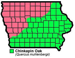 It can accept the harshest of urban sites, especially those with high ph. Chinkapin Oak Natural Resource Stewardship