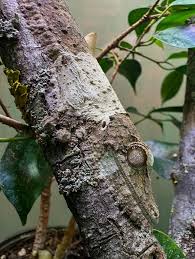 Image result for Urochloa platynota