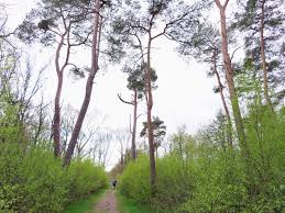 Het 80 hectare grote gebied is deel van boswachterij leersum van staatsbosbeheer. Gratis Wandelroute Leersumse Veld Broekhuizen 16 Km Tweevoeter