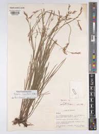 Image result for Scleria globonux