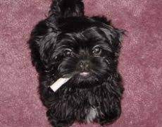 They will spend more time on your lap than on their feet. Shih Poo Shih Tzu Poodle Mix Facts Temperament Training Diet Puppies Pictures