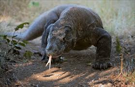 Indonesia has the most mammals in the world (515 species) and is inhabited by 1,539 bird species. Komodo Dragon Facts Live Science
