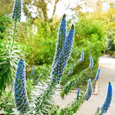 Image result for Echium