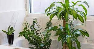 Peace lilies look beautiful potted in bathrooms, are easy to care for, and also act as effective air purifiers. 17 Best Bathroom Plants How To Use And Choose Low Light No Light