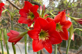 Image result for Hippeastrum