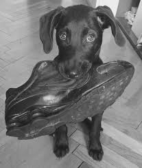 Mikor a feltörekvő sportújságíró, erik kernan megment egy csövest az őt épp összeverni készülő balhés fiatalok bandájától, még fogalma sincs. Ugrott Es Harapott Ami Csak Mozgott