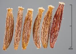 Image result for Senecio madagascariensis