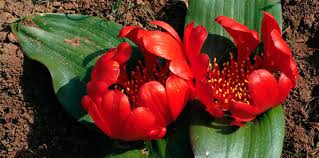 Image result for Daubenya