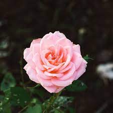 Download high quality flower pictures for your mobile, desktop or website. The 10 Most Beautiful Flowers In The World