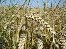 Don't ask me why this works with. Wheat Wikipedia