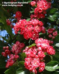 Spreading tree with breathtaking autumn colour. Thorn Double Scarlet Crataegus Laevigata Paul S Scarlet Red May Hawthorn Pictures
