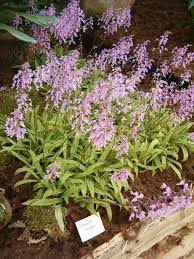 Image result for Stenoglottis