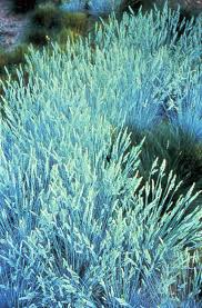 Image result for Festuca chodatiana