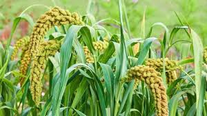 Image result for Setaria italica