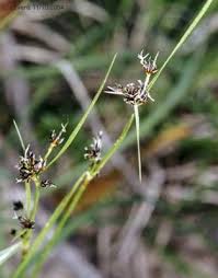 Image result for Isolepis prolifera