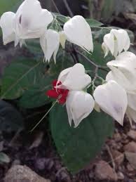 Beautiful indian rivers hd wallpapers/images. Beautiful Red And White Wild Flowers Steemit