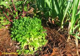 Index properties of parent soil, compaction characteristics and cbr of both parent soil and soil treated with pine needles and calcium chloride were found out. Green Gardening Matters 6 Reasons To Use Pine Needle Mulch In Edible Gardens