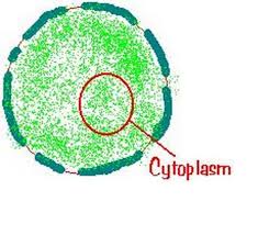 We did not find results for: Cytoplasm The Region Of The Cell Within The Membrane That Includes Fluid The Cytoskeleton And All Of The Org Organelles Cell Structure Structure And Function