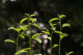 Image result for Colubrina asiatica