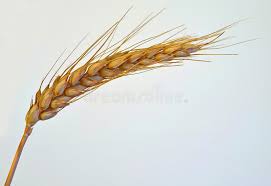 Épi de maïs photo stock. Image du agriculture, céréales - 19682310